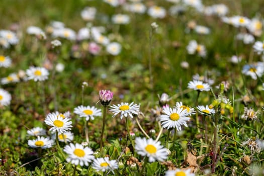 Flower meadow in spring with many daisy flowers 