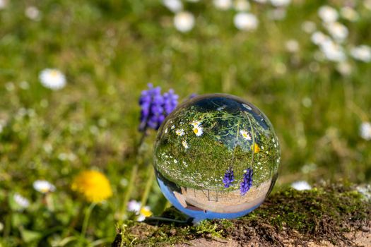 Crystal ball with grape hyacinth, dandelion flower and daisy on moss covered stone surrounded by a flower meadow