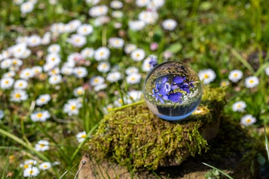 Crystal ball with grape hyacinth, dandelion flower and daisy on moss covered stone surrounded by a flower meadow