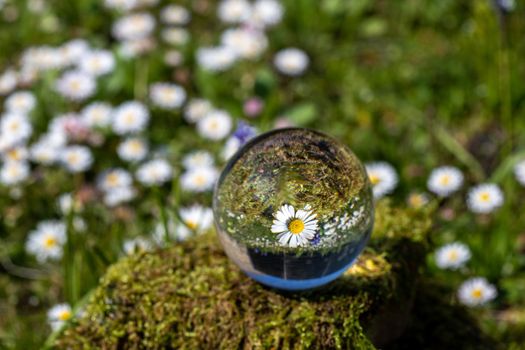 Crystal ball with daisy flower on moss covered stone  surrounded by a flower meadow