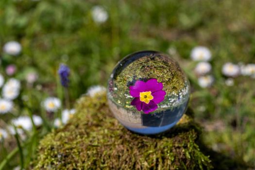 Crystal ball with purple primrose blossom on moss covered stone surrounded by a flower meadow