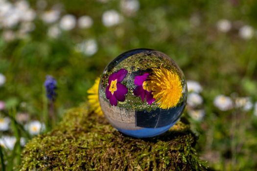 Crystal ball with dandelion and purple primrose blossom on moss covered stone surrounded by a flower meadow
