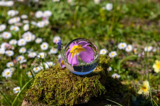 Crystal ball with pink primrose blossom on moss covered stone surrounded by a flower meadow