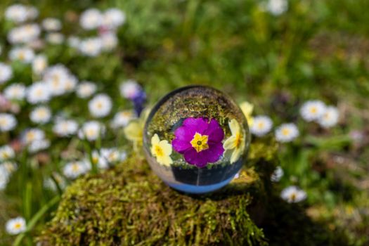 Crystal ball with purple and yellow primrose blossom on moss covered stone surrounded by a flower meadow