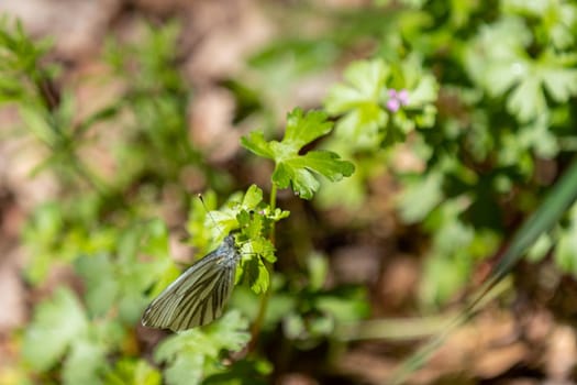 Cabbage white butterfly sitting on a green leaf in the forest