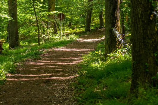 Walking trail through the forest on the Lemberg, Rhineland-Palatinate, Germany