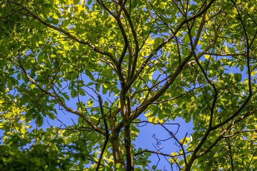 Branches of an oak tree against blue sky in spring