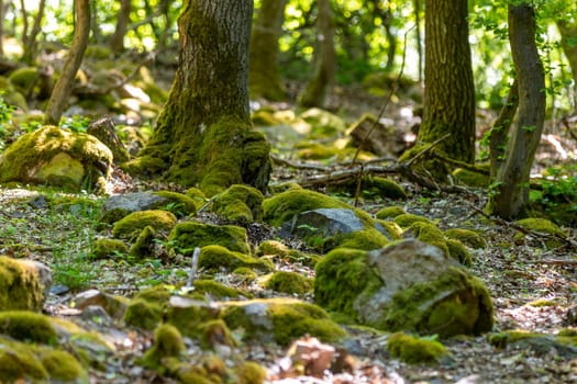 Forest floor with moss, stones and tree trunks covered with moss in Rhineland-Palatinate, Germany