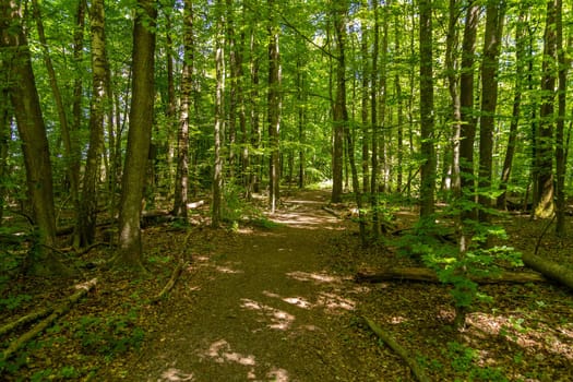 Hiking trail though the Palatinate forest nearby Pirmasens, Germany 