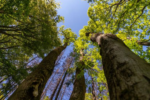 View along the trunk to the top of ash trees and the blue sky