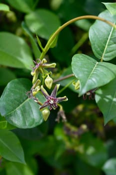 Silkvine flowers - Latin name - Periploca graeca