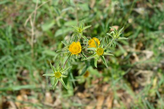 Spiny starwort yellow flower - Latin name - Pallenis spinosa
