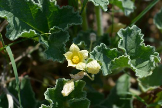 Squirting cucumber - Latin name - Ecballium elaterium