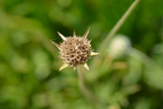 Caucasian pincushion seed head - Latin name - Scabiosa caucasica