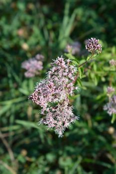 Hemp agrimony flowers - Latin name - Eupatorium cannabinum