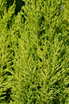 Monterey Cypress Wilma - Latin name - Cupressus macrocarpa Wilma