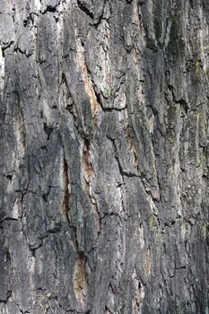 Eastern black walnut bark detail - Latin name - Juglans nigra