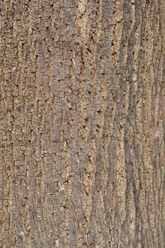 Broad-leaved lime bark detail - Latin name - Tilia platyphyllos