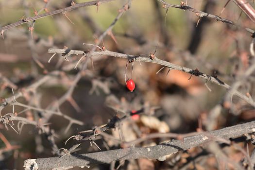 Purple Japanese barberry berries - Latin name - Berberis thunbergii f. atropurpurea