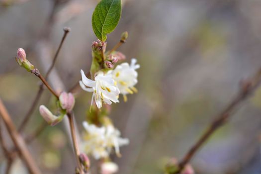 Winter flowering honeysuckle flowers - Latin name - Lonicera fragrantissima