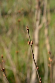 Close up of lilac branch with flower buds - Latin name - Syringa vulgaris