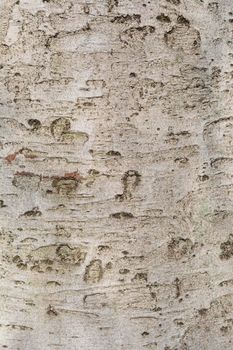 European Beech bark detail - Latin name - Fagus sylvatica