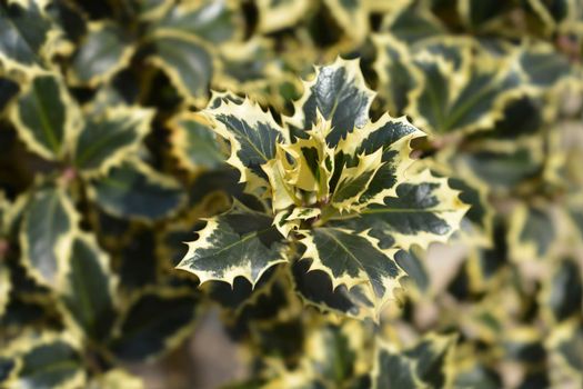 Variegated English Holly - Latin name - Ilex aquifolium Variegata