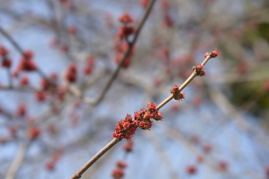 Silver maple branches with flowers - Latin name - Acer saccharinum