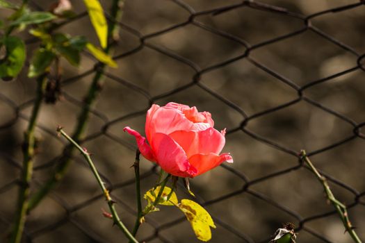 Delicate colorful rose isolated in garden with copy space. Rose isolated background wallpaper.