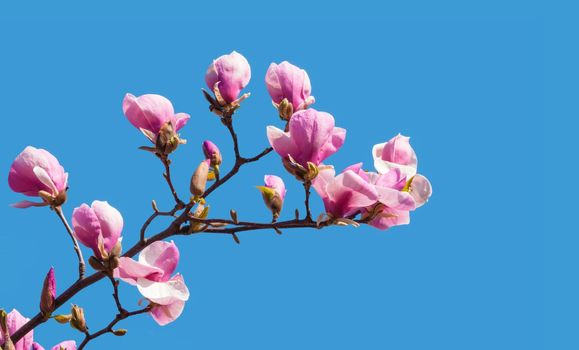 Nature background concept. Pink magnolia flowers in sun light against the blue sky backgroun. Magnolia flowers in spring time.