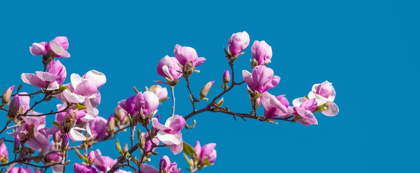 Nature background concept. Pink magnolia flowers in sun light against the blue sky backgroun. Magnolia flowers in spring time.