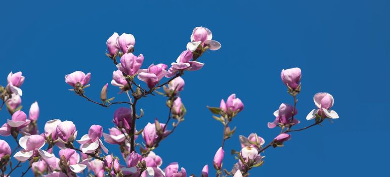 Nature background concept. Pink magnolia flowers in sun light against the blue sky backgroun. Magnolia flowers in spring time.