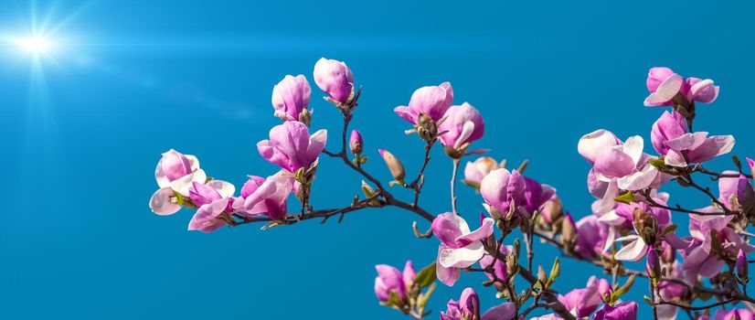 Nature background concept. Pink magnolia flowers in sun light against the blue sky backgroun. Magnolia flowers in spring time.