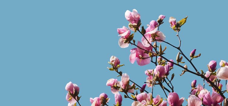 Nature background concept. Pink magnolia flowers in sun light against the blue sky backgroun. Magnolia flowers in spring time.