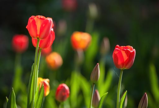 Red blooming tulips in the rays of sun light. Tulip garden in spring time.