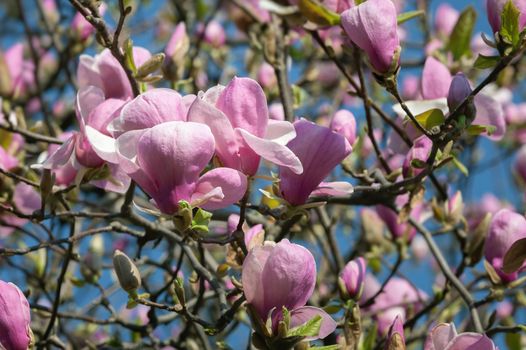 Nature background concept. Pink magnolia flowers in sun light. Magnolia flowers in spring time.