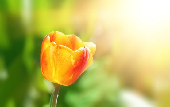 Red blooming tulips in the rays of sun light. Tulip garden in spring time.