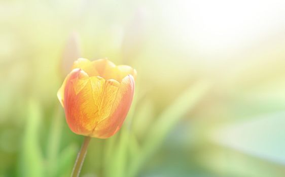 Red blooming tulips in the rays of sun light. Tulip garden in spring time.
