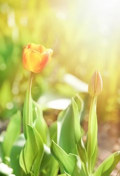 Red blooming tulips in the rays of sun light. Tulip garden in spring time.