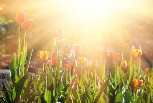 Red blooming tulips in the rays of sun light. Tulip garden in spring time.