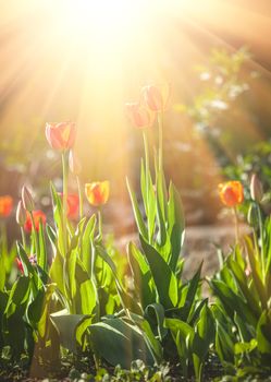 Red blooming tulips in the rays of sun light. Tulip garden in spring time.