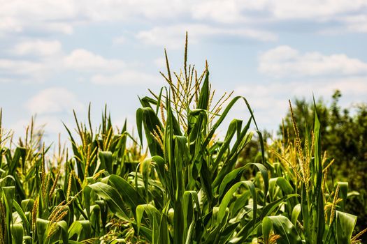 Sun lights over a green corn field growing, detail of green corn on agricultural field.