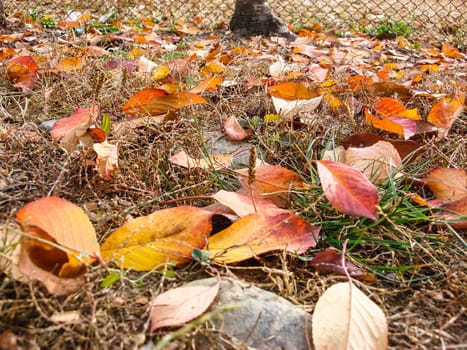 Autumn season with colorful fallen leaves on dry grass.