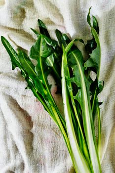 Green leaves of common chicory against clear cotton cloth background , beautiful leaves shape 