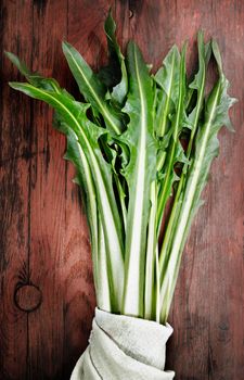 Green leaves of common chicory against colored  background , beautiful leaves shape 