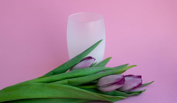 Tulips lie next to a white frosted drink glass on a pink background.