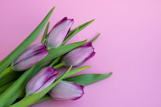 Delicate lilac tulips on a pink background. Greeting card, wallpaper, background. Happy Mother's Day, Easter, Valentine's Day, or wedding.