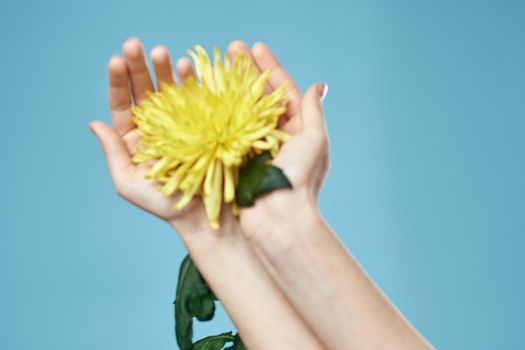 Yellow flower and female hand on a blue background cropped view close-up. High quality photo