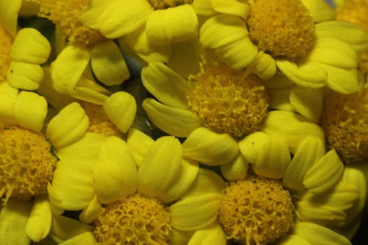 Close-up and macro photo with selective focus of marigold (calendula) flowers. Yellow daisy flowers of calendula arvensis.