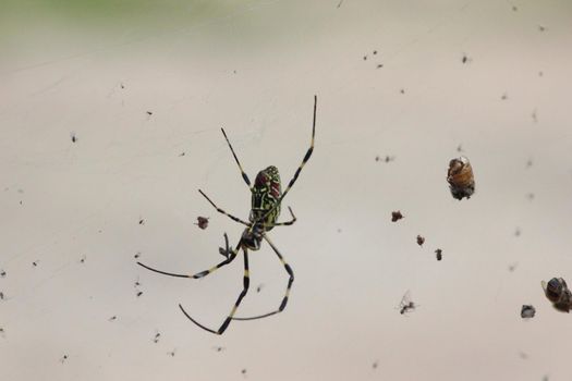 Closeup view with selective focus on a giant Spider and spider webs with blurred green jungle background